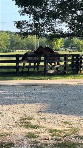 Sometimes you just need a friend to scratch your back for you 🤝