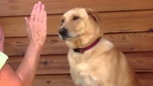 Labrador Loves Playing Patty Cake!