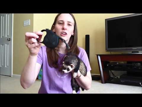 Leash Training a Ferret