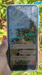 Pests and diseases remain one of the biggest threats to cassava production, leading to food insecurity across climate-vulnerable regions around the world. Among them are cassava mosaic disease and cassava brown streak disease, which cause significant yield reduction. PlantVillage, over the years, has been working with farmers to co-create a smartphone application that uses image recognition and artificial intelligence to identify and manage cassava diseases. The application is used extensively t