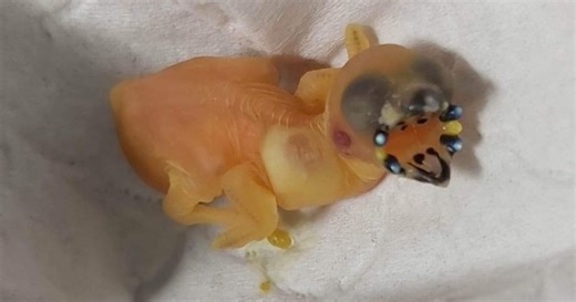 Cornish students 'hand rear' rare bird