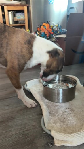 English Bull Terrier dog care tips for owners