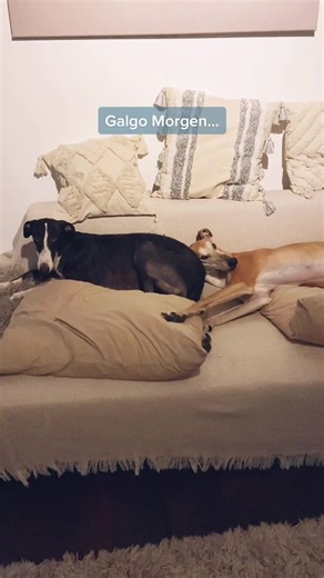 Galgo Dogs at Home: A Peek into Their Cozy Life