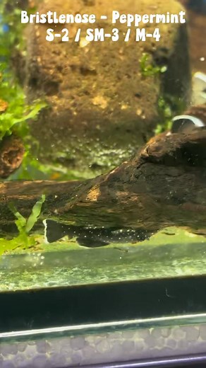 New shipment just in from one of our skilled local breeders❗️Featuring ✨Peppermint BN, Assorted Angelfish, and CPDs✨. Add some to your next order🔥 #AquaticSolutions #freshwaterfish #tropicalfish #wholesalers #fishkeeping #tropicalfish #localbred #aussiebred #cpd #celestialpearldanio #angelfish #angel #bristlenose #bn #peppermintbristlenose #peppermint #catfish ✍️Please note we are a wholesale company. If you are interested in anything that we supply please get in contact with your local fish sh