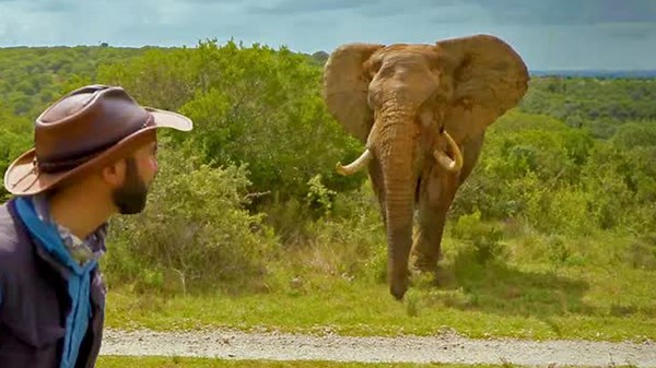 Surviving a wild elephant charge