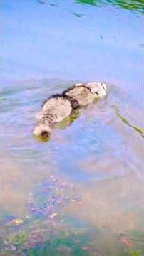 Who lives better? Relocate or Translocate? #raccoon #raccoonrescue #shorts