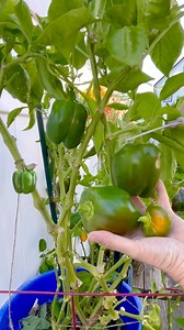 9.3K views · 141 reactions | #satisfying #harvesting #containergarden 𣏕𣏕𣏕 | Che Thompson | Facebook