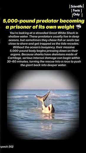 Rare moment When Great White Seen Stranded on beach 🦈 #nature #ocean