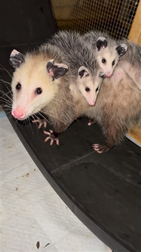 Wild by Nurture | Wildlife Rehab & Sanctuary on Instagram: "This summer, we had the privilege of caring for 10 injured opossum moms, each arriving with a full little family in tow. With an average litter of 11 babies, our center was bursting with tiny toes, gentle hisses, and some of the strongest mothers we’ve ever met ❤️‍🩹 Some arrived after being hit by cars, some were attacked by dogs, and many suffered from lead toxicity, a heartbreaking but increasingly common issue for wildlife. Despite