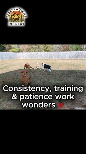 Fixing Common Dog Behavior Issues: Tips That Work ❤️