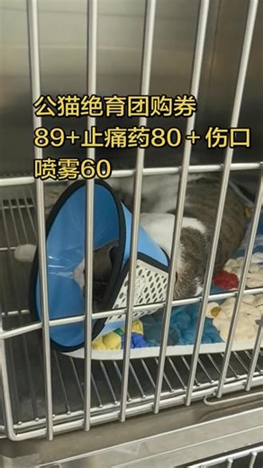 大家绝育都花了多少呢？ #绝育手术 #绝育手术记录 #绝育手术后