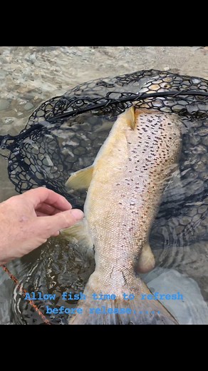 Releasing a Mataura chunk at Open Reach run below Garston, Southland NZ.... | Plinio Taurian