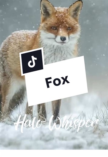 Understanding Fox Behavior in Nature