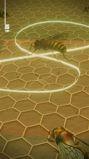 The Secret Dance That Guides the Hive - We created this animation to explain "the waggle dance", a precise movement bees use to share the direction, distance, and quality of food with the entire hive. By changing the angle and rhythm of the dance, a single bee can point others toward flowers miles away, using the Sun as a compass. It’s communication without words, maps without ink, just motion, timing, and instinct working together to keep the colony alive. | The Brain Maze