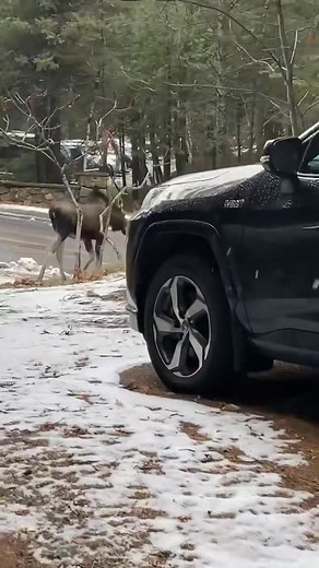 61K views · 576 reactions | Elle est de retour! | Spotted Val-Morin | Facebook