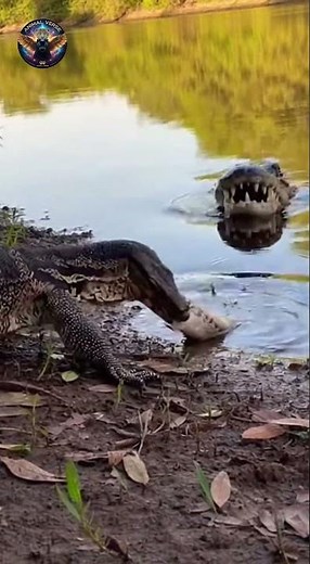 Crocodile ambushes monitor lizard eating a bird