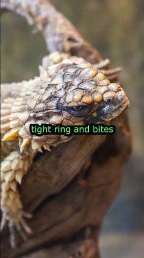 Armadillo Lizard - The Living Medieval Mace! 🦎⚔️