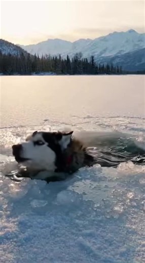 Rescue Mission: Saving a Husky from Freezing Ice