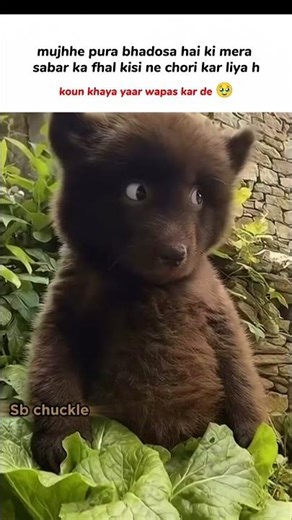 sabar ka fhal 😓 #tweetmemes #explorememes #cat #shortsfeed