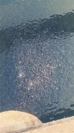 baba ki kirpa se ak anokha najara