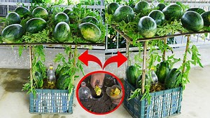 85K views · 3.6K reactions | Method of growing watermelon in pots that is juicy and highly productive | DIY Balcony Garden | Facebook