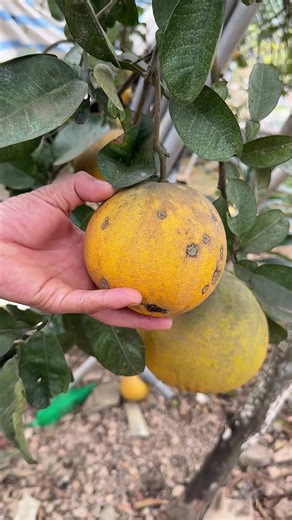 ASMR Fruit Sounds for Relaxation