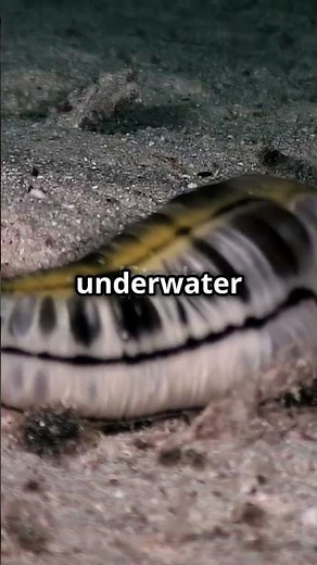 "Marine Worms: The Hidden Architects of Ocean Ecosystems" #facts #animals