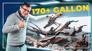 📽️Creating a Huge Planted Aquarium with Driftwood | 650 liters (~172 gal) ✏️Join us in the beautiful world of aquascaping as we embark on the first part of our journey to create a serene 172-gallon nature aquarium. This video is a comprehensive guide for aquarium enthusiasts, showcasing the intricate process of designing a large-scale planted aquarium. From selecting and arranging driftwood to creating a harmonious hardscape, we cover every step in detail. Witness the transformation of a vast t