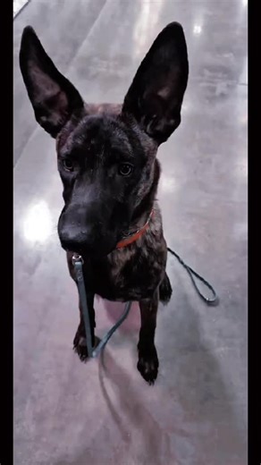 Rooster training session at Lowe's!