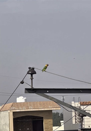 Part 1 #foryou #minivlog #petsvlog #growmyaccount #falcon #viralshort #pigeon #trending #fishes #usa #aquarium #lovebirds #unfrezzmyaccount #10millionviews #fyp