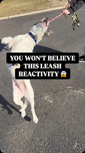You’re probably struggling because you aren’t focusing on the “why.”⠀ ⠀ Most dog owners want to STOP the reaction. I don’t blame ya there; it’s so frustrating, embarrassing, and emotional. ⠀ ⠀ That’s like trying to stop a leak in a boat, but you don’t know where it’s coming from. Eventually, you give up and sink. ⠀ ⠀ This dog, Bodie, entered my 3-day transformation program, and this was the result after 1 day. ⠀ ⠀ We yielded these results because we focused on the root problem. ⠀ ⠀ I created an 