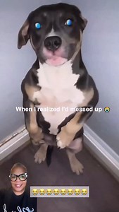 I know I talked to my dog like she was my own daughter 😭😂😂😂 I can relate!! #blackpeopleandtheirpets #pets #comedy #dogs #familypets | Coy Bundy