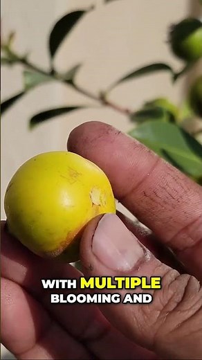 Why You Should Grow Yellow Strawberry Guava (Lemon Guava) 🍋 | Multiple Harvests a Year!