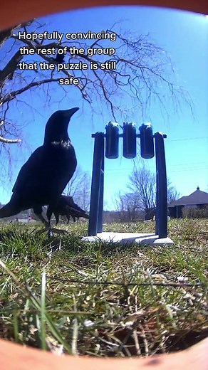 Introducing Resident Crows to Puzzles | Smart Crow Puzzle Fun