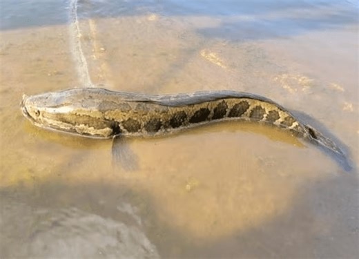 MDC warns of invasive snakehead fish in Missouri waterways