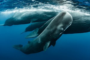 The Americas Footage of Sperm Whales Will Make Your Jaw Drop