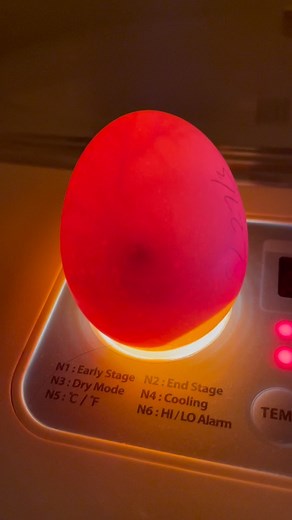 What is candling? This is the process of shining a bright light through an egg shell to see inside! (Magic every time!) Candling allows you to check on the growth and development of the chick embryo inside. The best times to candle your eggs are on day 7 and then again on day 14. This allows you to remove eggs that aren’t or have stopped working from your incubator or broody (don’t want rotten eggs in there!) You can clearly see the embryo moving and its veins spread out in this video of one of 