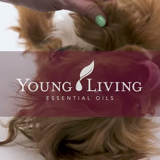 DIY YL Paw Balm | Young Living Essential Oils
