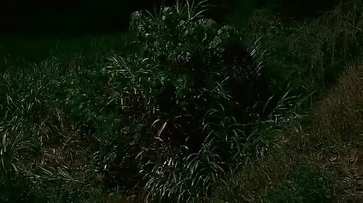 rob-b-hood-eng-dub-blueray