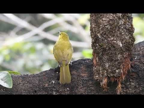 Yellow-Browed Bulbul | Birding in Munnar & the Western Ghats Biodiversity Hotspot