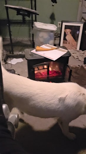 Rescued/Found dog, "Frosty" (no microchip) - [one day rescue ops], E. Chattaroy Rd. x N. Hardesty Rd., Chattaroy, rescued 10-19-25 _________________________ Day three update after rescue, Oct. 22nd: Frosty has preferred to stay in her impact crate inside the house for the past 2 days, even with the door open, and has only snuck out to go potty on the potty pads. And she just started eating yesterday and then tonight as I sat in my office [forgive the mess], she ventured out of the crate to inves