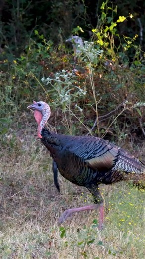 14 reactions | Eastgate Ranch – 431± Acres | Guadalupe County, Texas Turnkey cattle and recreational ranch just minutes from Seguin. Featuring rolling pastures, Mill Creek frontage, seven stocked ponds, 23 cross-fenced pastures, premium barns, and a 3‑bed/2‑bath home. Ready for ranching, hunting, or future development. For showings and additional info, contact Louie Swope at (512) 940-0543 or lswope@westandswoperanches.com | West & Swope Ranches | Facebook