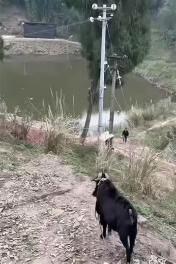 Top 10 Funniest Animal Moments That Will Make You Laugh