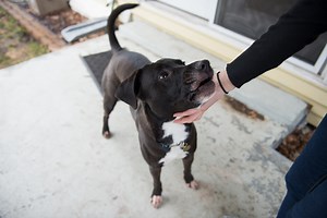 National Dog Bite Prevention Week Info Tips & Stats | State Farm