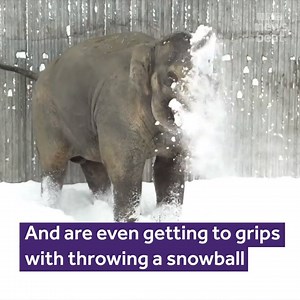 645K views · 1.2K reactions | Elephants in the snow learn how to throw a snowball! ☃️ | Newsbeat | Facebook