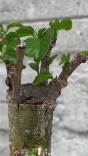 Top Horticulturist Reveals Best No Soil Grafting Techniques for Ficus