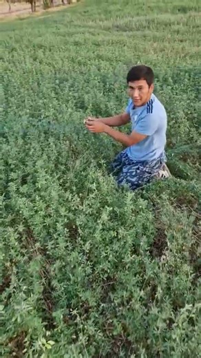 QUAIL. HUNTING ОХОТА НА ПЕРЕПЕЛ