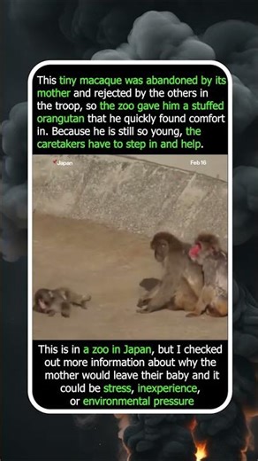 How Zookeepers Are Saving This Rejected Macaque
