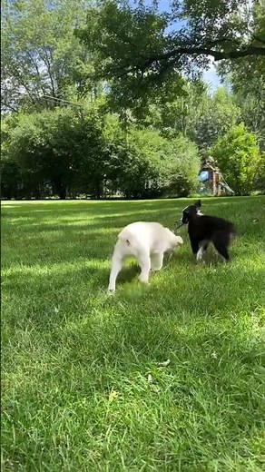 Mini Aussies playing with a stick #miniaussies #miniaustralianshepherd #australianshepherd #puppy