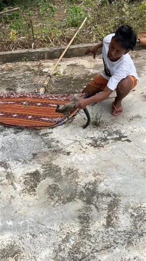 Catch wild animals #nature #shortvideo